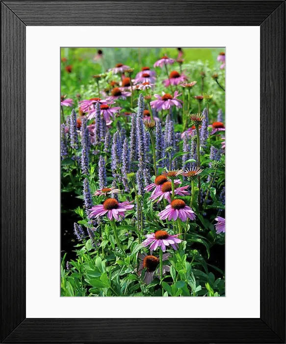 Framed Print : Purple cone flower (Echinacea purpurea) Framed Print : Purple cone flower (Echinacea purpurea)