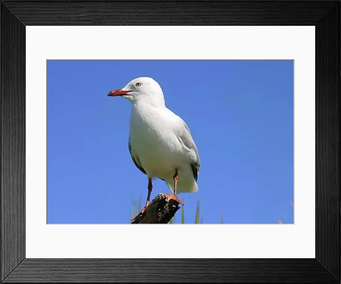 Framed Print : Red billed Seagull North Island New Zealand Framed Print : Red billed Seagull North Island New Zealand