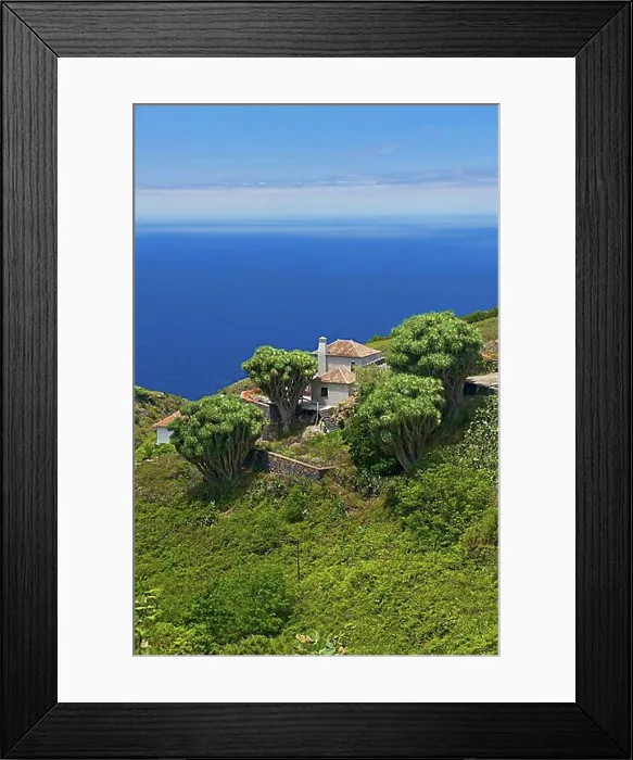 Framed Print : Dragon trees on the north coast of La Palma, Canary Islands, Spain, Europe Framed Print : Dragon trees on the north coast of La Palma, Canary Islands, Spain, Europe
