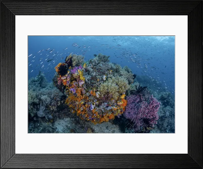 Framed Print : Indonesia, West Papua, Raja Ampat. Coral reef scenic Framed Print : Indonesia, West Papua, Raja Ampat. Coral reef scenic
