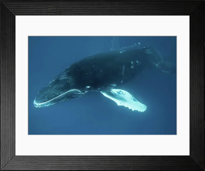 Framed Print : Humpback whale (Megaptera novaeangliae), San Benedicto, Revillagigedo Islands, Mexico, Central America Framed Print : Humpback whale (Megaptera novaeangliae), San Benedicto, Revillagigedo Islands, Mexico, Central America