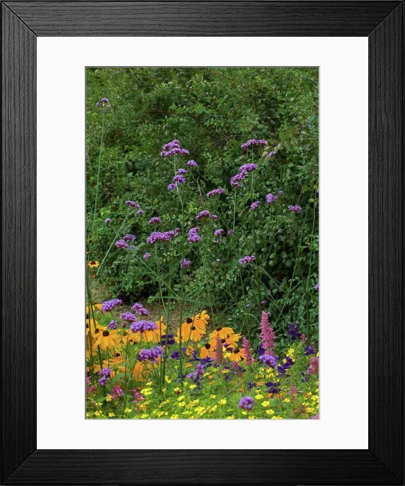 Framed Print : Purpletop vervain and coneflowers in bloom Framed Print : Purpletop vervain and coneflowers in bloom