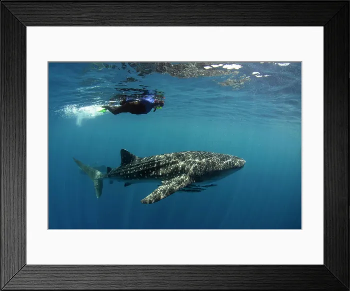 Framed Print : Whale Shark and tourist. Cenderawasih Bay, West Papua, Indonesia