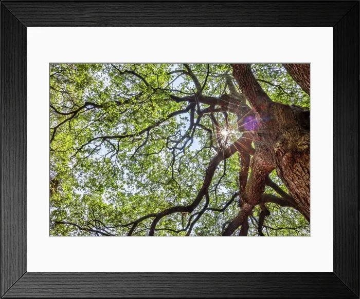 Framed Print : Usa, South Carolina, Charleston Framed Print : Usa, South Carolina, Charleston