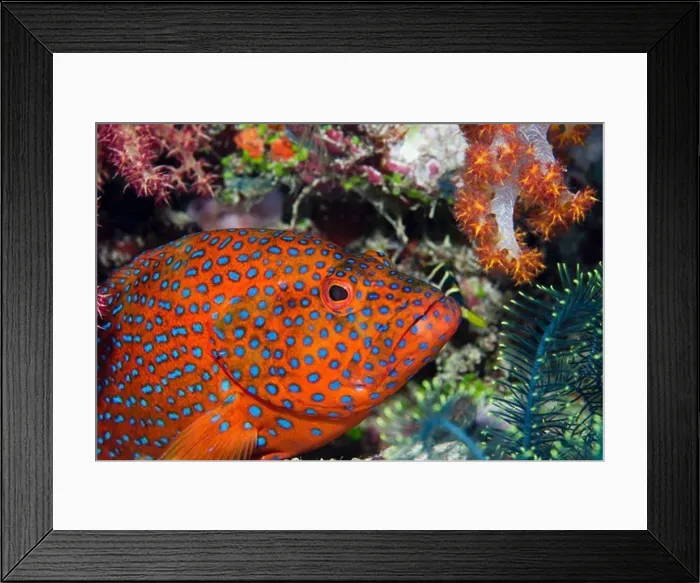 Framed Print : A Brilliantly Colored Coral Grouper Framed Print : A Brilliantly Colored Coral Grouper