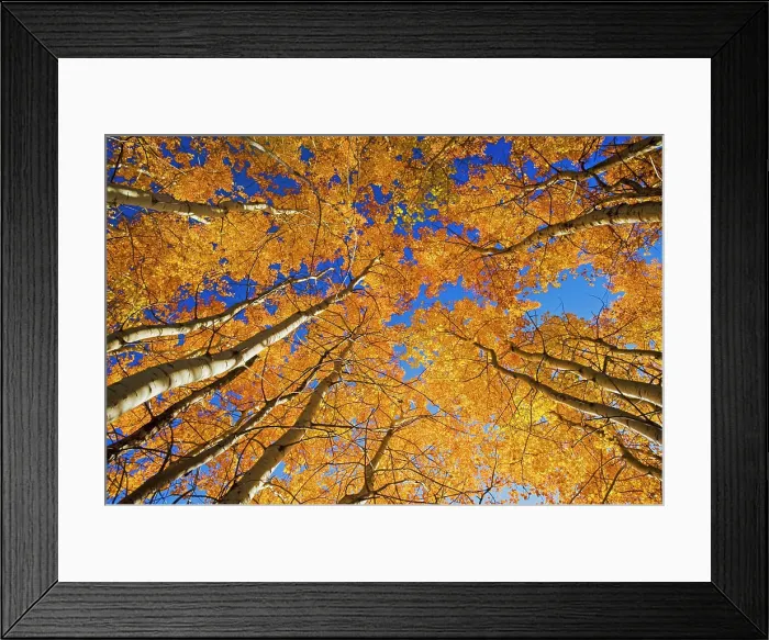 Framed Print : autumn, aspen trees in Birds Hill Provincial Park, Manitoba, Canada Framed Print : autumn, aspen trees in Birds Hill Provincial Park, Manitoba, Canada