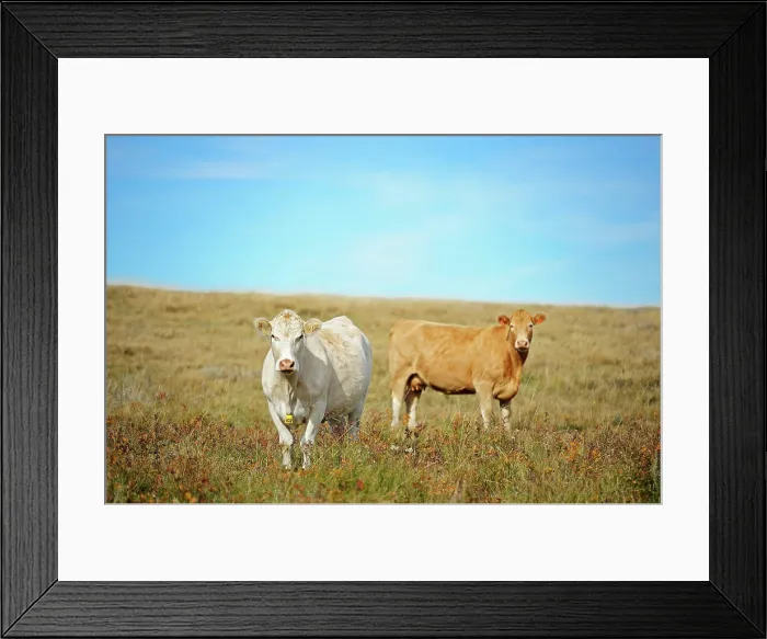 Framed Print : Cattle. Charolais near Beechy Saskatchewan Canada Framed Print : Cattle. Charolais near Beechy Saskatchewan Canada