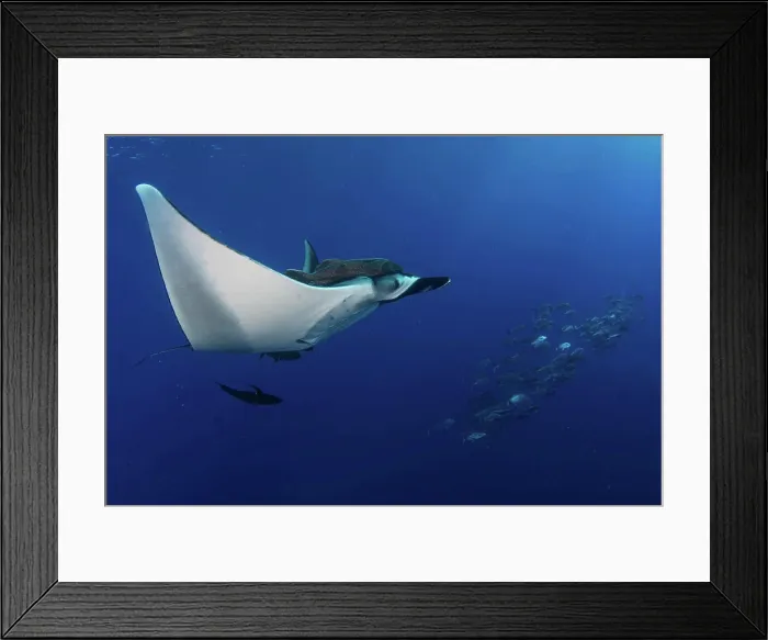 Framed Print : Giant Oceanic Manta ray, Manta birostris