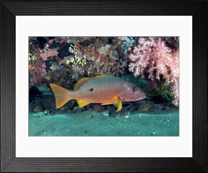 Framed Print : Adult ehrenberg's snapper (Lutjanus monostigma)