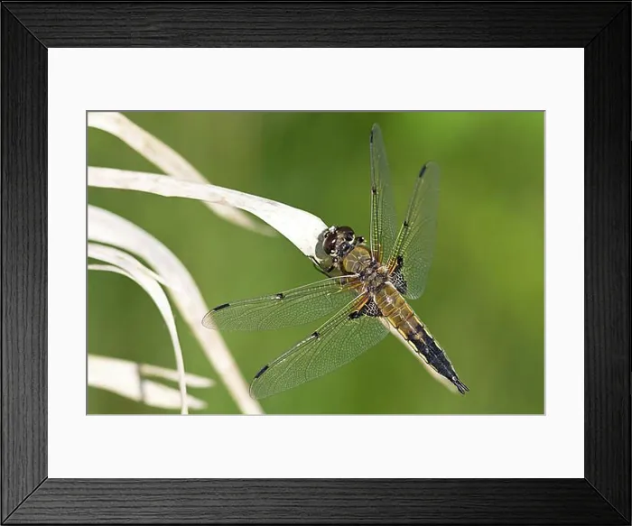 Framed Print : four-spotted chaser Framed Print : four-spotted chaser