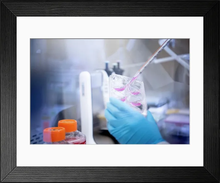 Framed Print : Scientist pipette pink fluid into trays at a biotech lab under a Framed Print : Scientist pipette pink fluid into trays at a biotech lab under a