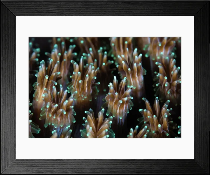 Framed Print : Polyps of a Galaxea coral colony grow on a reef in Indonesia Framed Print : Polyps of a Galaxea coral colony grow on a reef in Indonesia