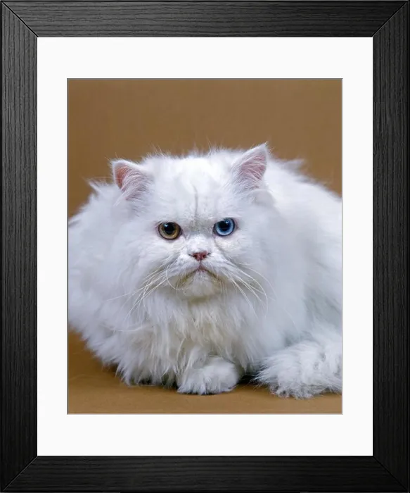 Framed Print : White Persian Domestic Cat, Adult With Different Coloured Eyes Framed Print : White Persian Domestic Cat, Adult With Different Coloured Eyes
