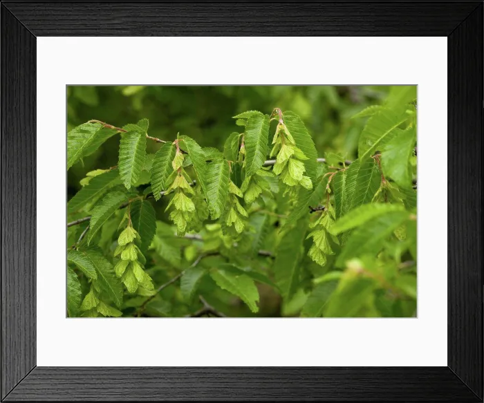 Framed Print : Oriental Hornbeam (Carpinus orientalis) close-up of leaves and fruit, Bulgaria, may Framed Print : Oriental Hornbeam (Carpinus orientalis) close-up of leaves and fruit, Bulgaria, may