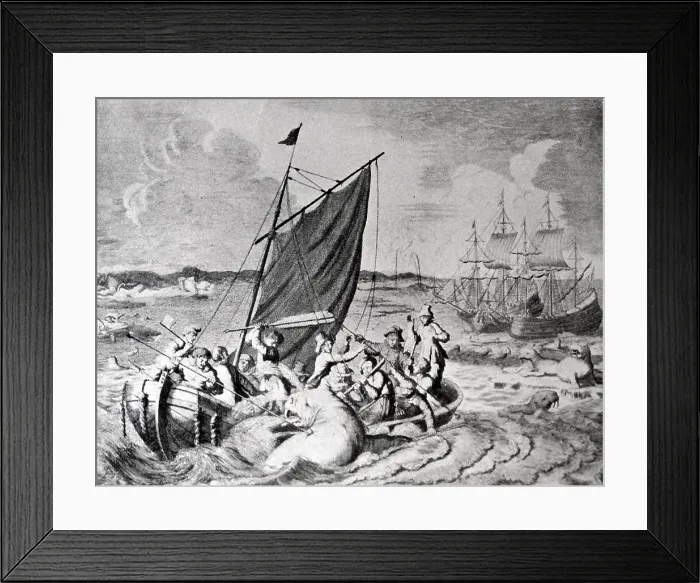 Framed Print : walrus hunt nova Zembla 1596. Willem Barentsz (William Barents or Barentz) (c)