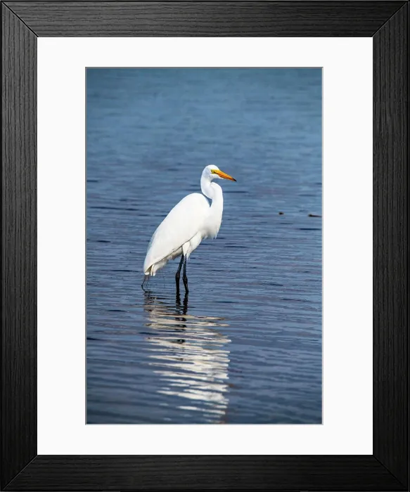 Framed Print : USA, Florida, Sarasota, Myakka River State Park, Great Egret