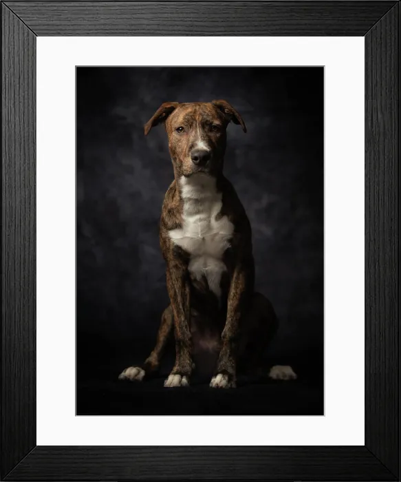 Framed Print : Proud adult spotted American Terrier dog Framed Print : Proud adult spotted American Terrier dog