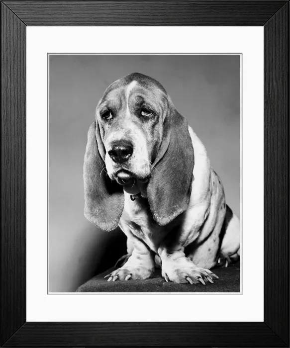 Framed Print : Basset Hound Framed Print : Basset Hound