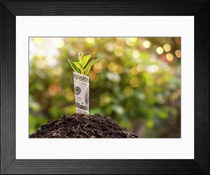 Framed Print : Small plant growing from rolled up one hundred dollar bill planted in soil representing business growth and investment Framed Print : Small plant growing from rolled up one hundred dollar bill planted in soil representing business growth and investment