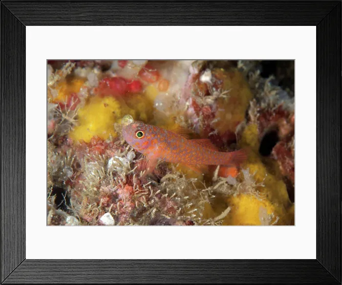 Framed Print : Okinawa Dwarfgoby (Trimma okinawae) adult, resting on reef, Lembeh Straits, Sulawesi, Sunda Islands, Indonesia, July Framed Print : Okinawa Dwarfgoby (Trimma okinawae) adult, resting on reef, Lembeh Straits, Sulawesi, Sunda Islands, Indonesia, July