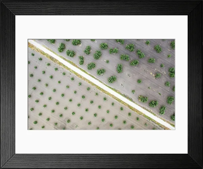 Framed Print : Cultivated olive trees (Olea europaea) and country lane Framed Print : Cultivated olive trees (Olea europaea) and country lane
