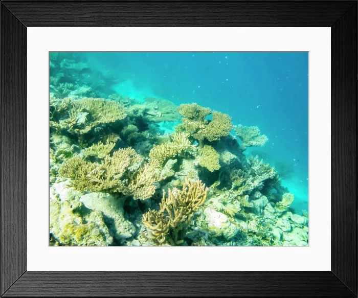 Framed Print : French Polynesia, Tikehau Atoll. Coral garden underwater