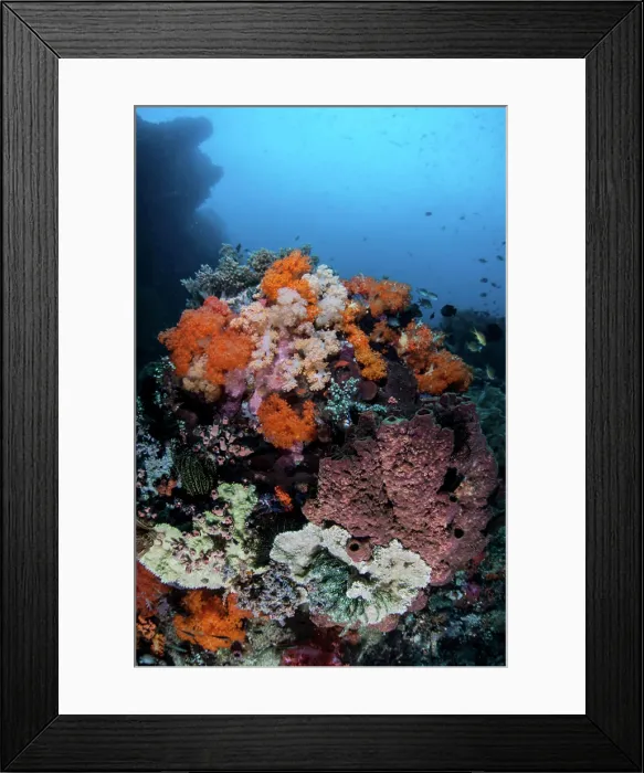 Framed Print : Soft corals, sponges, and other invertebrates on a reef in Indonesia Framed Print : Soft corals, sponges, and other invertebrates on a reef in Indonesia