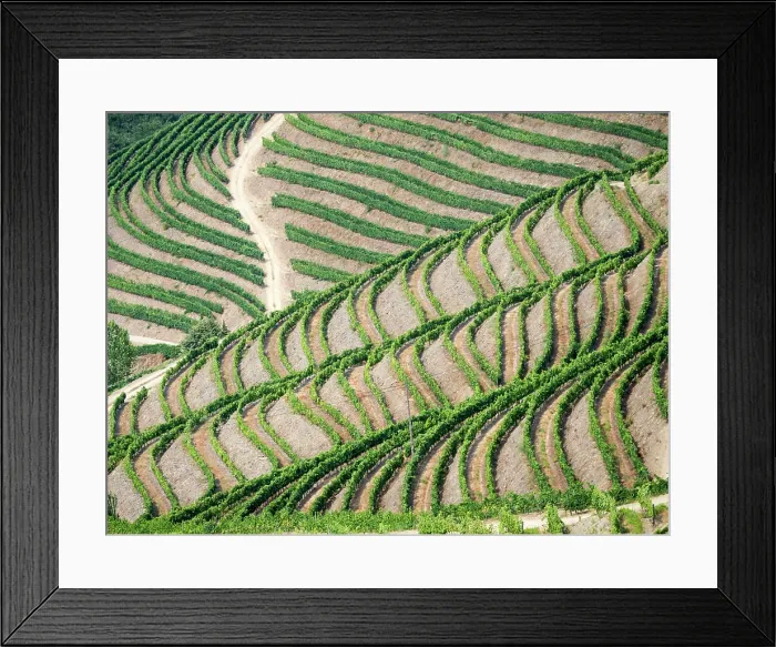 Framed Print : Portugal, Douro Valley. Terraced vineyards lining the hills