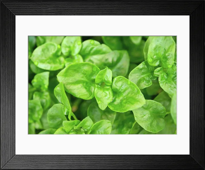 Framed Print : Brazilian spinach plant Fresh green Brazilian spinach plant background. Copyright: xZoonar.com / szefeix 13139395 Framed Print : Brazilian spinach plant Fresh green Brazilian spinach plant background. Copyright: xZoonar.com / szefeix 13139395