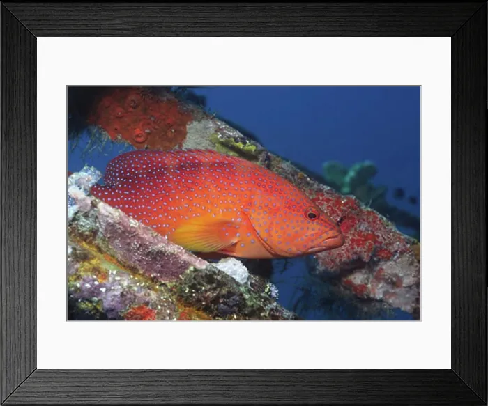 Framed Print : Coral Cod hides in shipwreck Cephalopholis miniata Solomon Islands Framed Print : Coral Cod hides in shipwreck Cephalopholis miniata Solomon Islands
