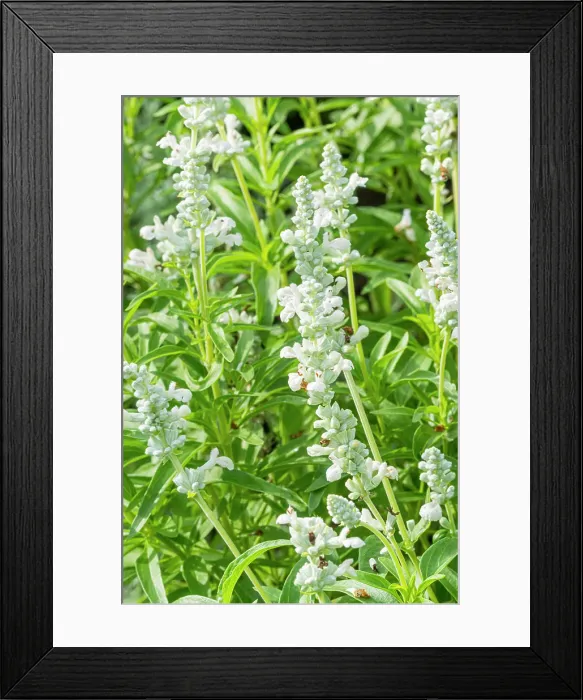 Framed Print : Mealycup Sage, Salvia farinacea Cirrus, flowers Framed Print : Mealycup Sage, Salvia farinacea Cirrus, flowers