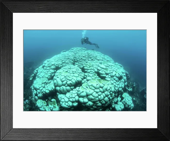 Framed Print : Bleached corals on a reef off the coast of Sulawesi in Indonesia