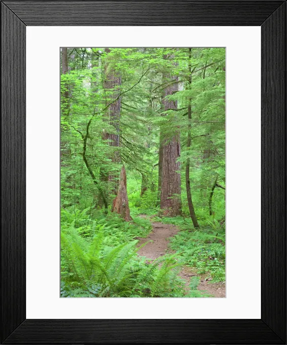 Framed Print : USA, Washington, Olympic National Forest. Trail through the forest Framed Print : USA, Washington, Olympic National Forest. Trail through the forest