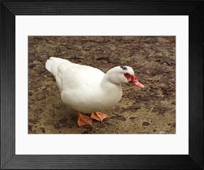Framed Print : White Duck 1075200492 Framed Print : White Duck 1075200492