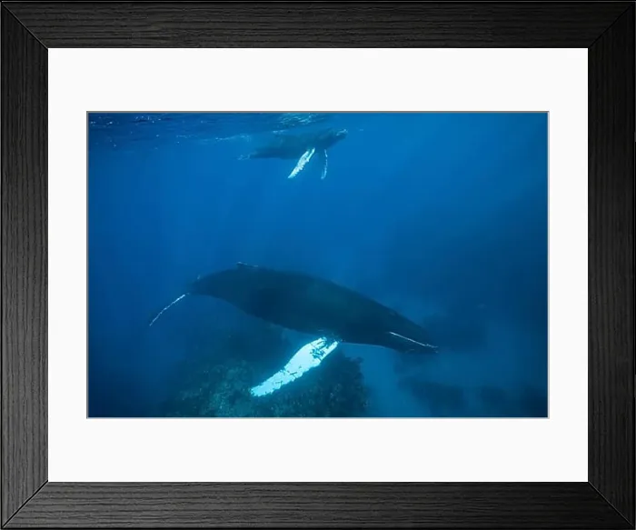 Framed Print : Humpback whale, mother and calf, Megaptera novaeangliae, Samana Peninsula, Dominican Republic, Central America Framed Print : Humpback whale, mother and calf, Megaptera novaeangliae, Samana Peninsula, Dominican Republic, Central America