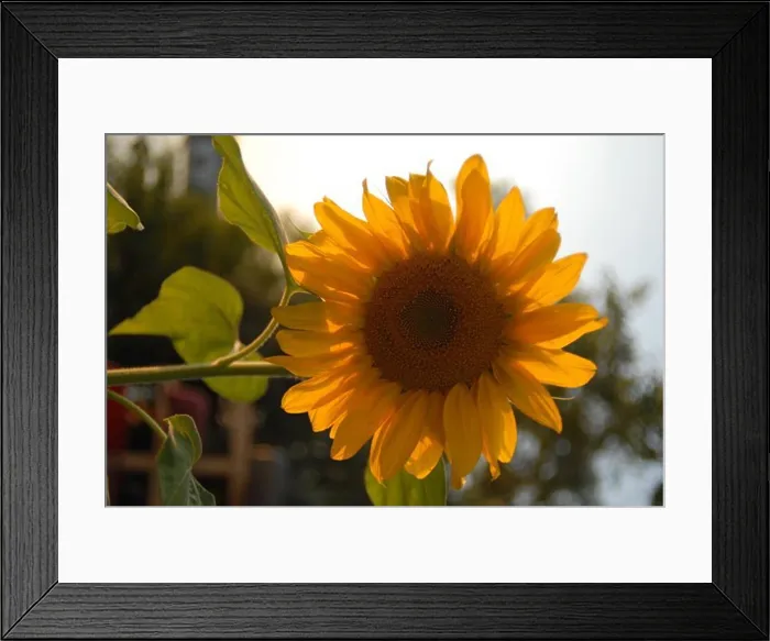 Framed Print : Close-up of a Sunflower (Helianthus annuus) Framed Print : Close-up of a Sunflower (Helianthus annuus)
