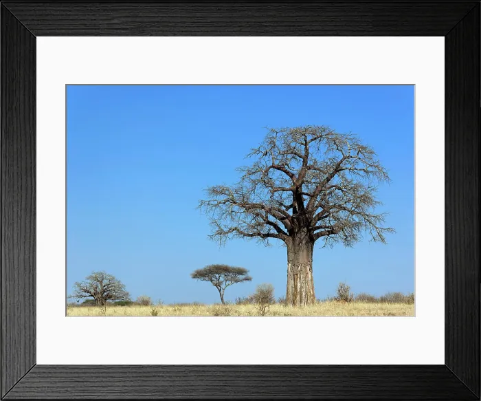 Framed Print : African baobab tree, Adansonia digitata, Tarangire National Park, Tanzania Framed Print : African baobab tree, Adansonia digitata, Tarangire National Park, Tanzania