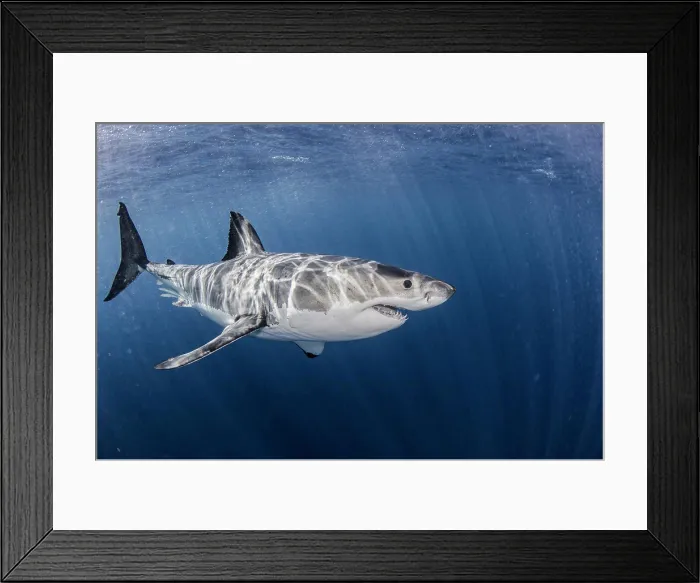 Framed Print : Mexico, Guadalupe Island, Great white shark in sea