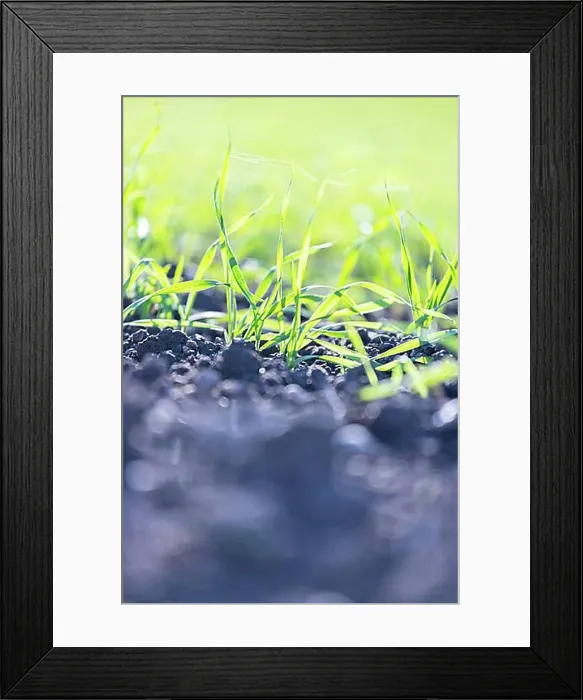 Framed Print : Fresh green plants on an agriculture field Framed Print : Fresh green plants on an agriculture field
