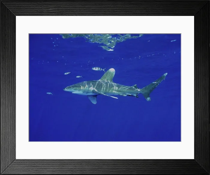 Framed Print : Hawaii Oceanic Whitetip shark clear blue ocean nr surface D2000 reflections fish (Carcharhinus longimanus) Framed Print : Hawaii Oceanic Whitetip shark clear blue ocean nr surface D2000 reflections fish (Carcharhinus longimanus)