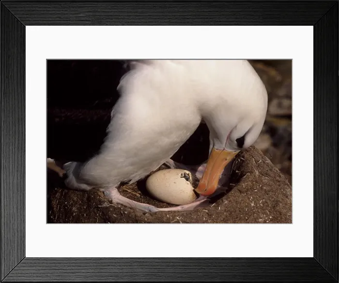 Framed Print : FALKLAND ISLANDS, WESTPOINT ISLAND, BLACK-BROWED ALBATROSS WITH HATCHING CHICK Framed Print : FALKLAND ISLANDS, WESTPOINT ISLAND, BLACK-BROWED ALBATROSS WITH HATCHING CHICK