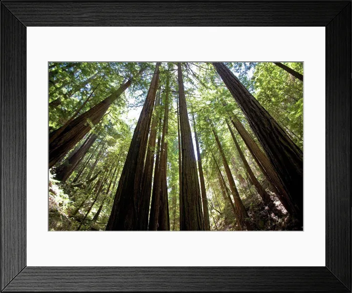 Framed Print : Redwoods Muir Woods National Monument California USA Framed Print : Redwoods Muir Woods National Monument California USA