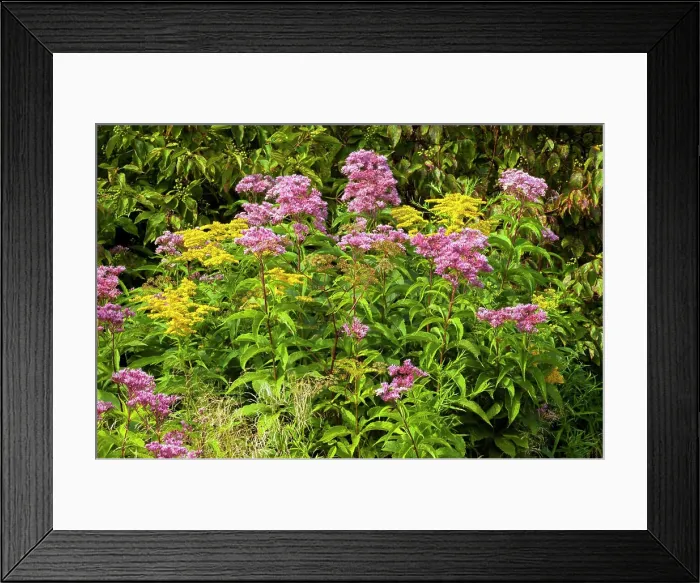 Framed Print : A wetland wildflower meadow in Pennsylvania Pocono Mountains including Rough-stemed Goldenrod and Spotted Joe-Pye-Weed Framed Print : A wetland wildflower meadow in Pennsylvania Pocono Mountains including Rough-stemed Goldenrod and Spotted Joe-Pye-Weed