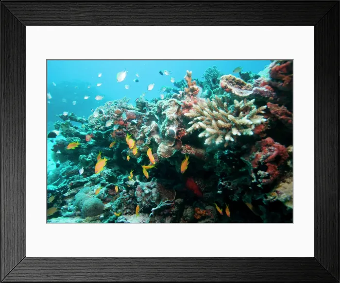 Framed Print : Africa, Tanzania, Zanzibar, Matemwe Bay, Schools of tropical fish swimming near corral growing on bottom of Indian Ocean Framed Print : Africa, Tanzania, Zanzibar, Matemwe Bay, Schools of tropical fish swimming near corral growing on bottom of Indian Ocean