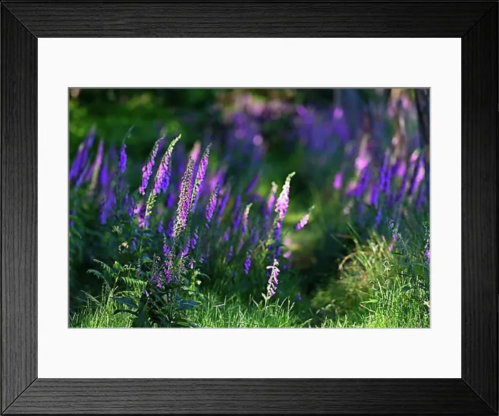 Framed Print : Red digitalis minor (Digitalis purpurea), Lower Rhine, North Rhine-Westphalia, Germany, Europe Framed Print : Red digitalis minor (Digitalis purpurea), Lower Rhine, North Rhine-Westphalia, Germany, Europe