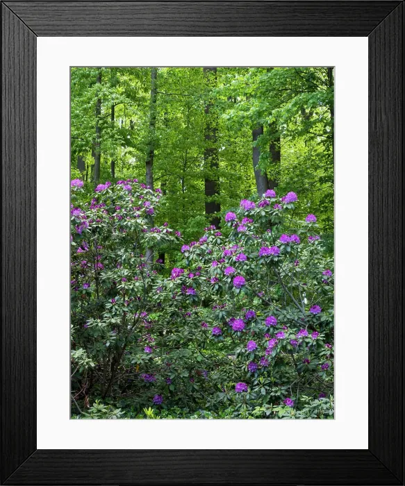Framed Print : Rhododendrons growing in a forest Framed Print : Rhododendrons growing in a forest