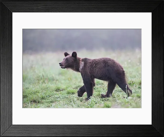 Framed Print : European brown bear or Eurasian brown bear (Ursus arctos arctos) Framed Print : European brown bear or Eurasian brown bear (Ursus arctos arctos)