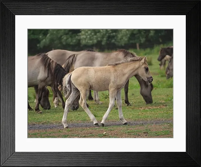 Framed Print : Dülmen, Westphalia, Germany, Europe Framed Print : Dülmen, Westphalia, Germany, Europe