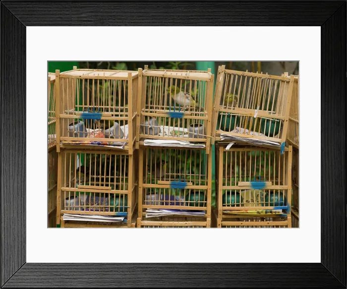 Framed Print : Bird Garden market, Mong Kok district, Kowloon, Hong Kong, China Framed Print : Bird Garden market, Mong Kok district, Kowloon, Hong Kong, China