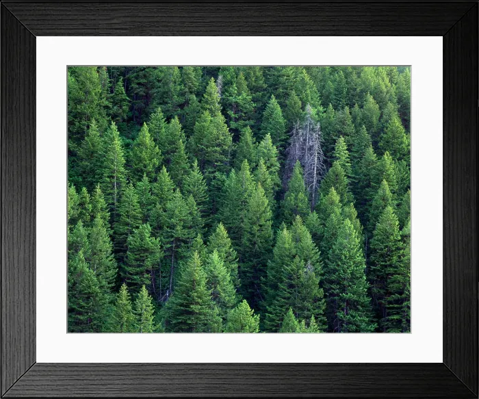 Framed Print : MOUNT NAOMI WILDERNESS, UTAH. USA
